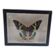 Papillon naturalisé Urania Riphéus,  Madagascar