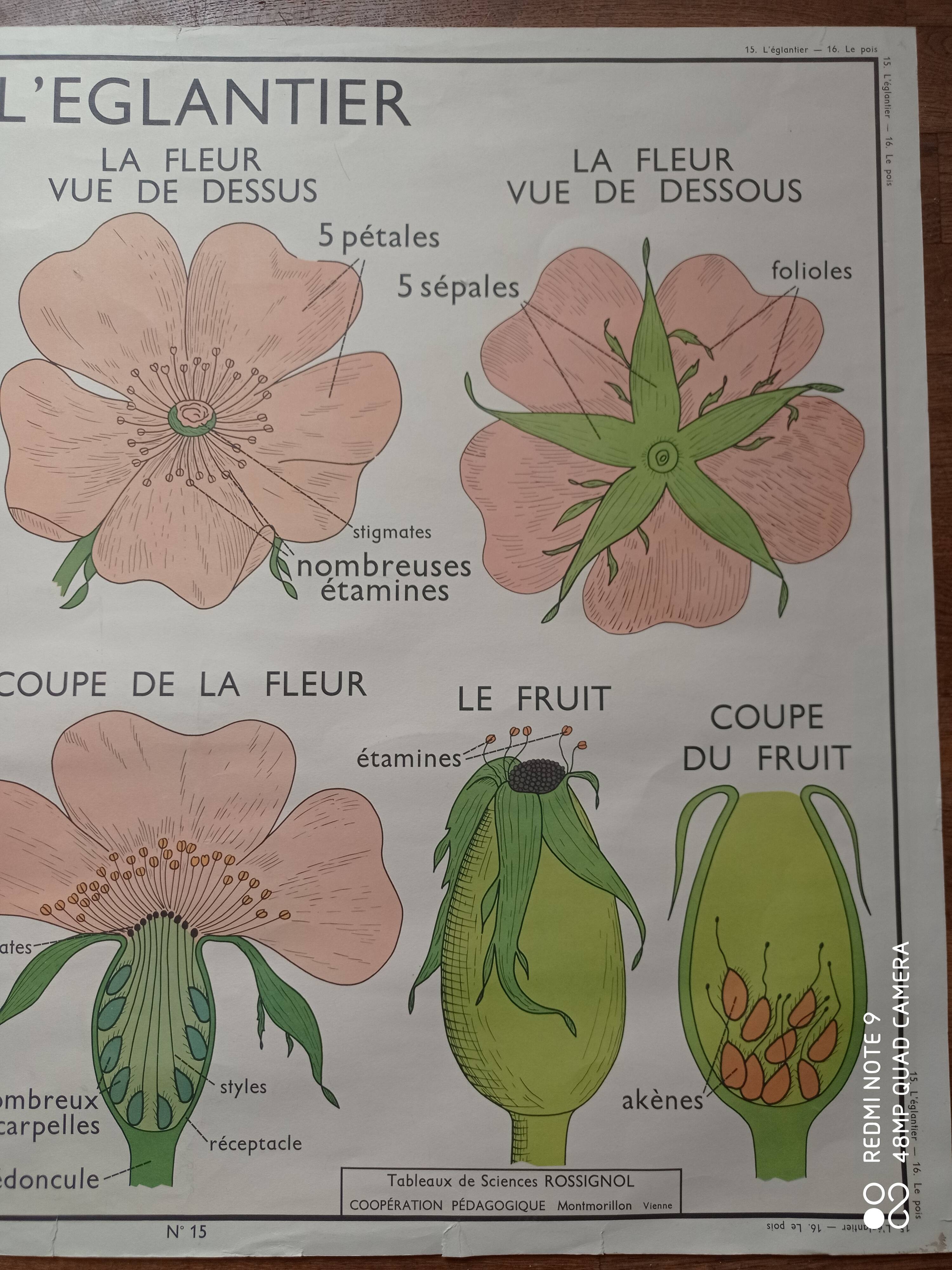 Vintage school poster