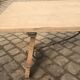 Monastery table in stripped solid oak