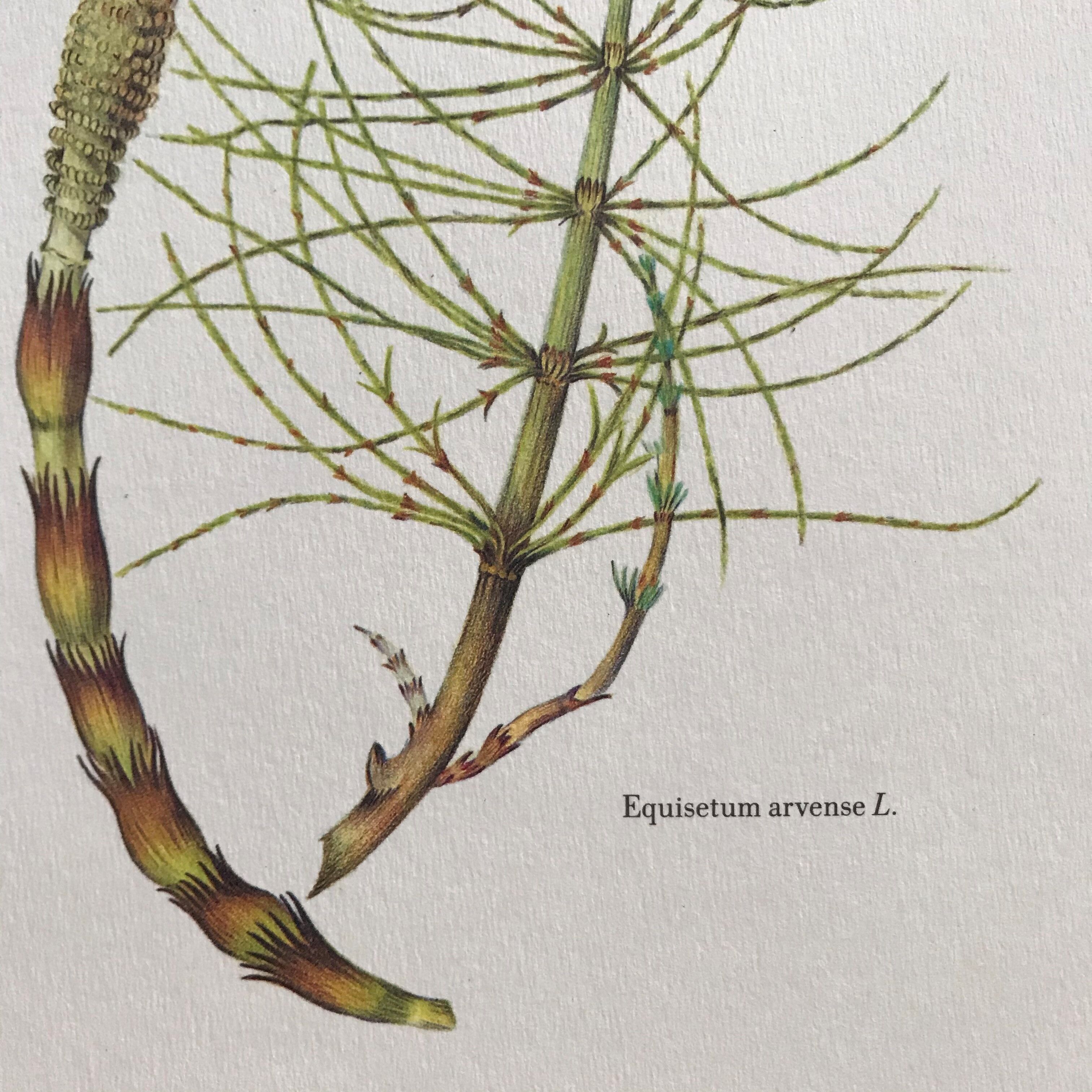 Botanical plank the Prêle des Champs