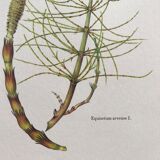 Botanical plank the Prêle des Champs