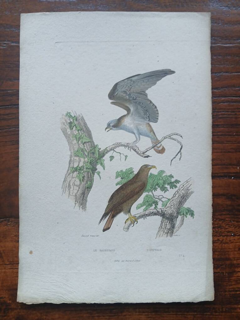 Poster - 19th century zoological engraving of birds - osprey - osprey