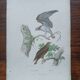Poster - 19th century zoological engraving of birds - osprey - osprey
