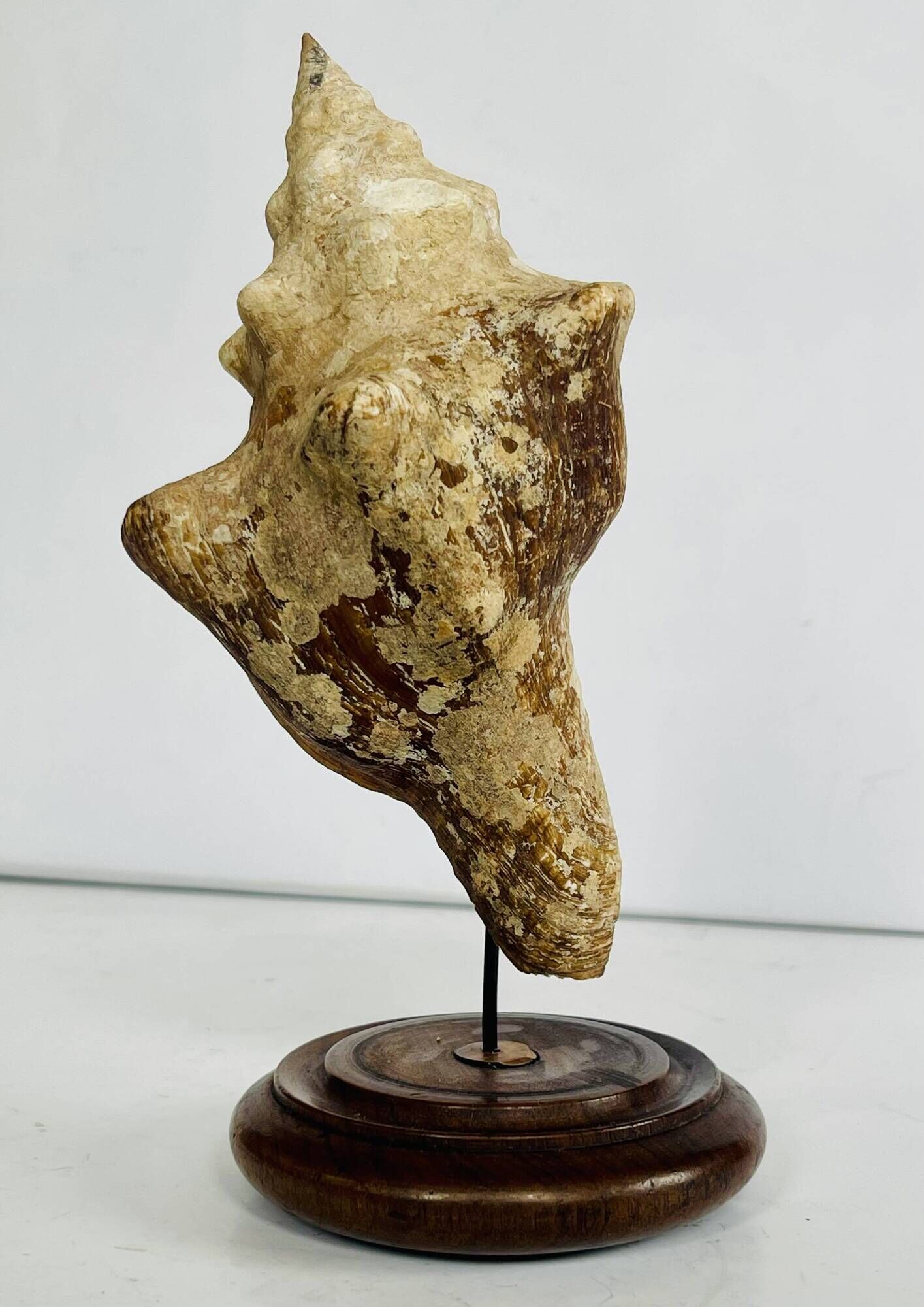 Coquillage