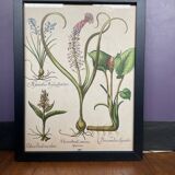 Framed plant engraving