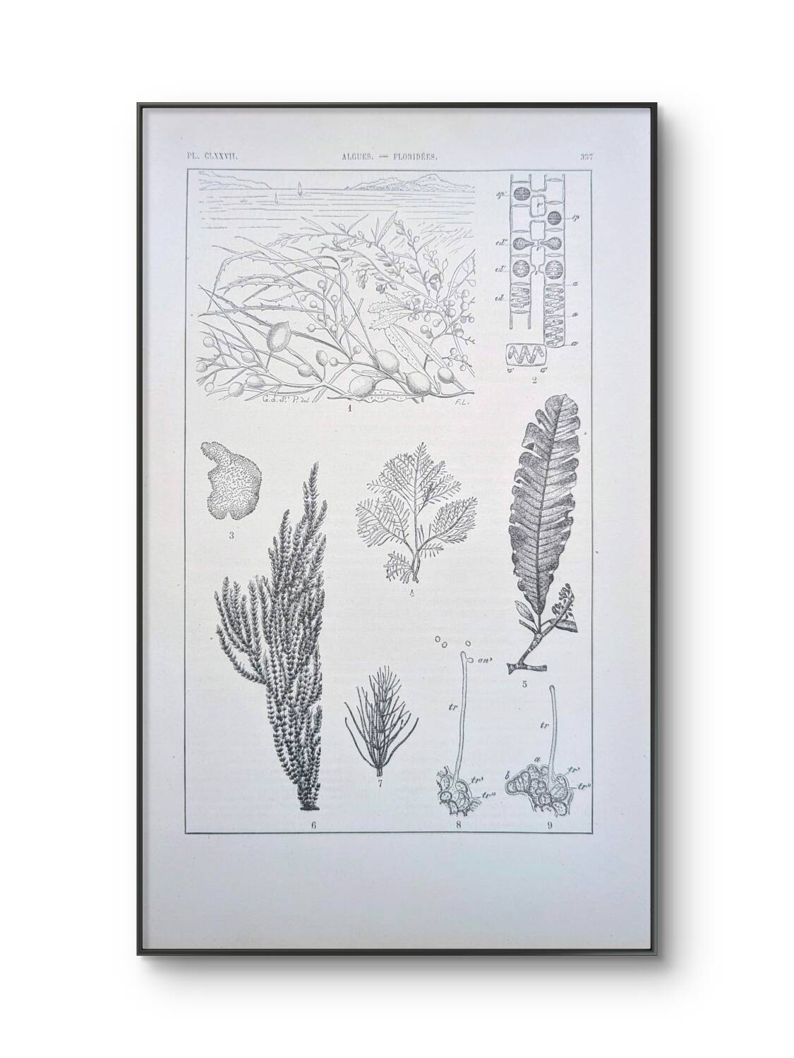 Printed in 1889, algae, florid.
