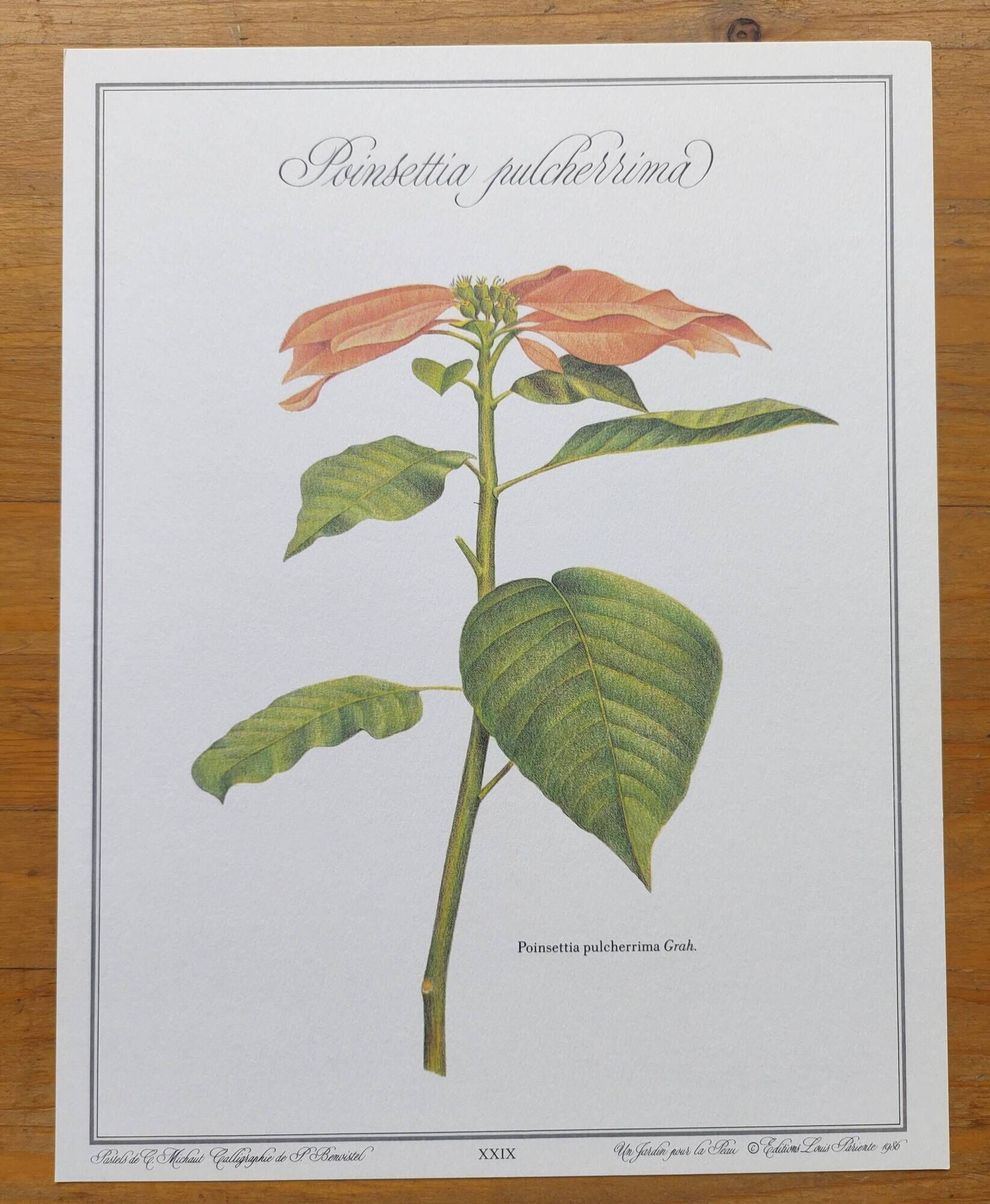Botanical engraving -Poinsettia Pulcherriima- Illustration of medicinal plants and herbs