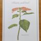 Botanical engraving -Poinsettia Pulcherriima- Illustration of medicinal plants and herbs
