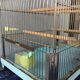 Vintage birdcage