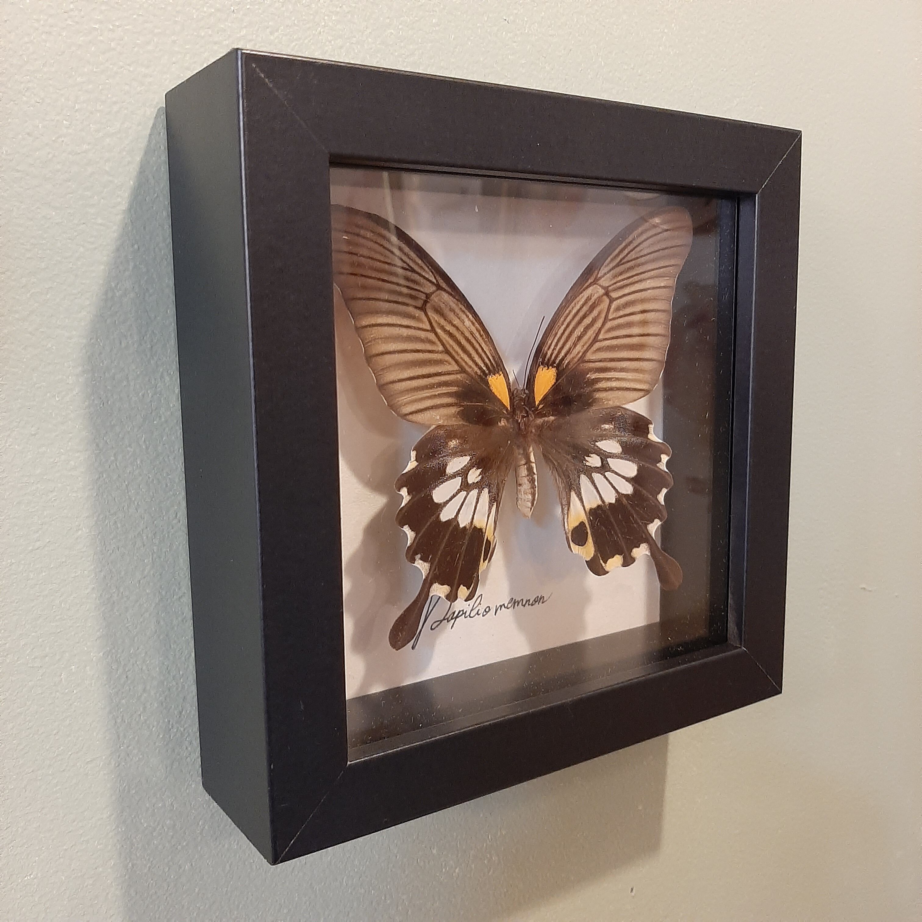 Butterfly frame