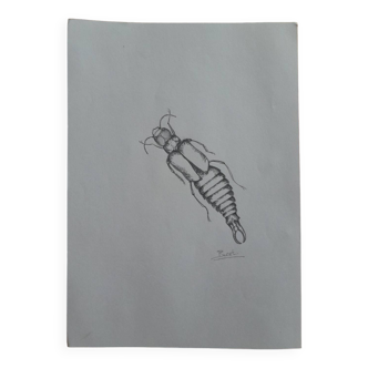 Illustration insecte