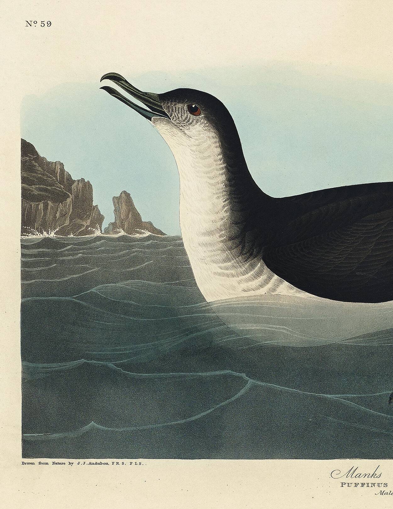 Poster about the Manx Shearwater, after an old engraving from 1827.