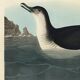 Poster about the Manx Shearwater, after an old engraving from 1827.