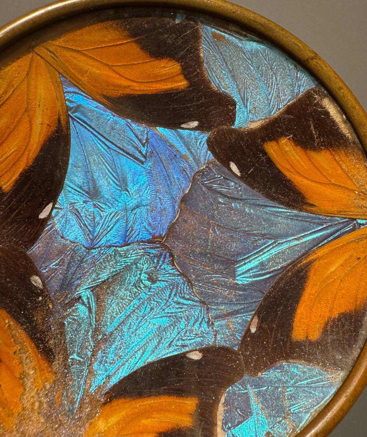 Art Deco butterfly wings catch-all Billère