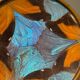 Art Deco butterfly wings catch-all Billère