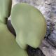 Olivier mourgue djinn armchair