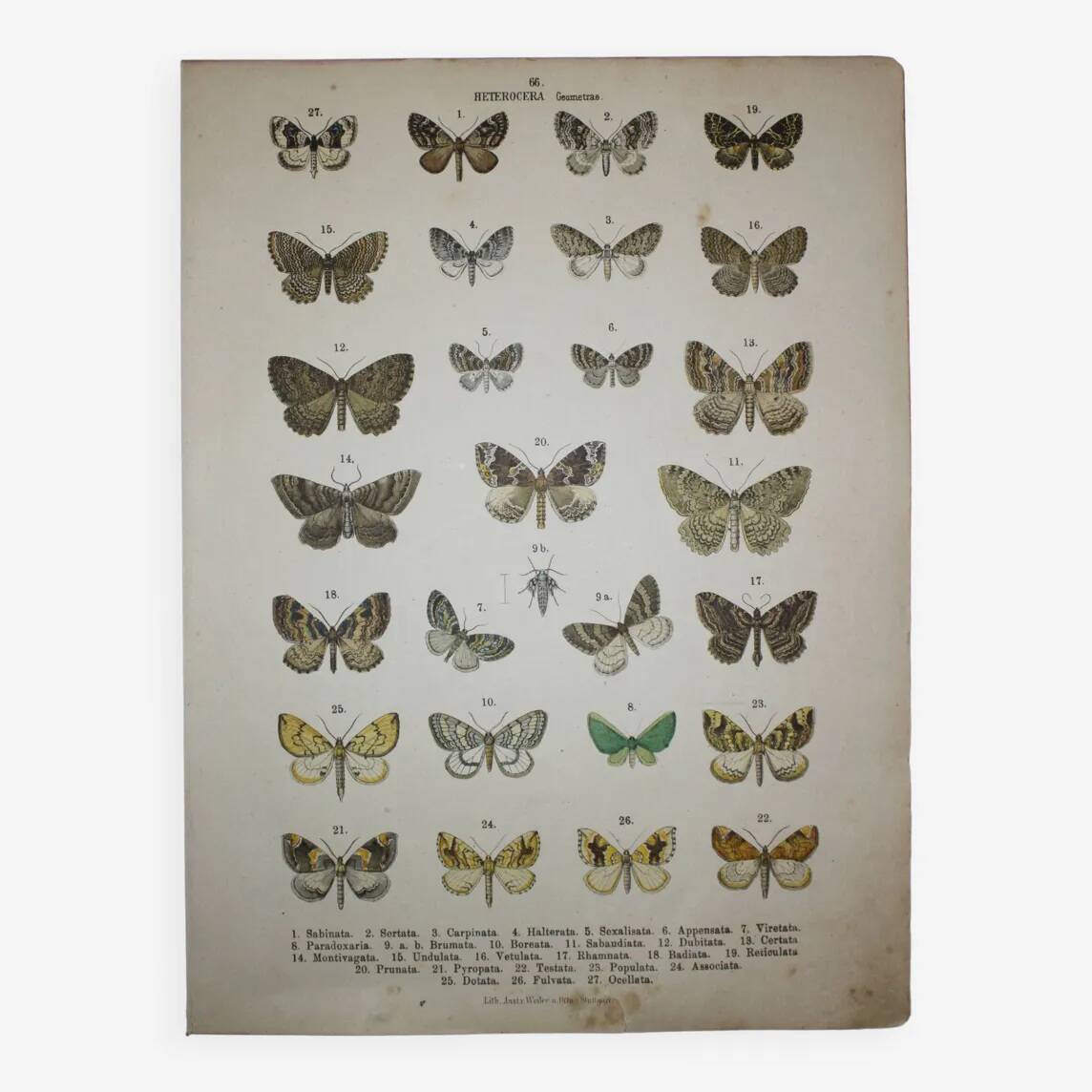 Set of 4 antique butterfly engravings (19th century lithographs)
