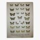 Set of 4 antique butterfly engravings (19th century lithographs)