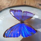 Papillon naturalisé encadré dans un cadre ovale bombé ancien