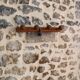 Antique wooden coat hook