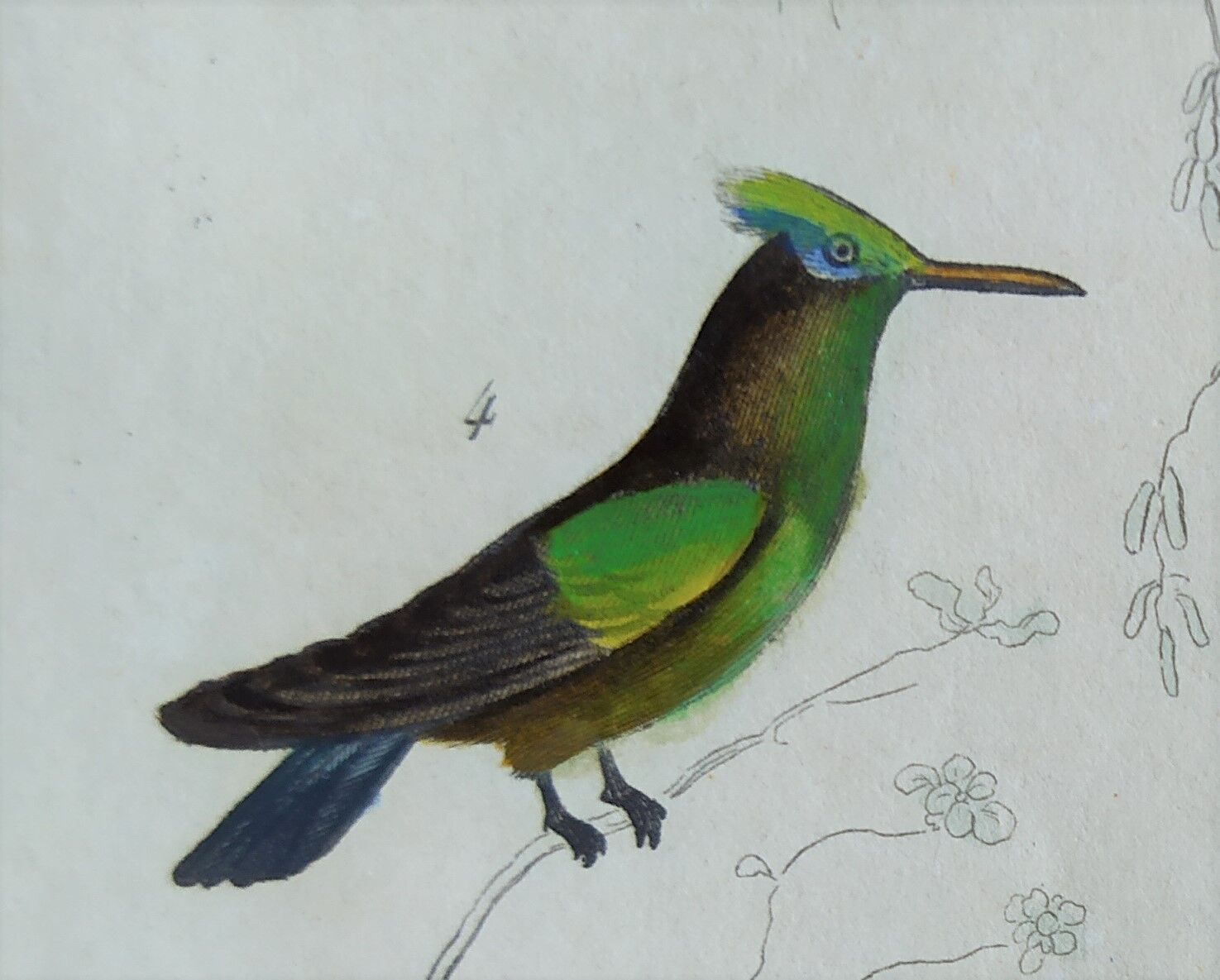 Original Ornithological Plate "Green Gold - Hoopoe - Ruby Topaz - &c..." Buffon 1836