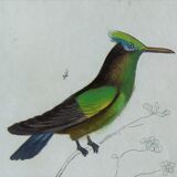 Original Ornithological plate " Green gold - Crested collar - Ruby Topaz - &c... " Buffon (1836)