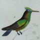Original Ornithological Plate "Green Gold - Hoopoe - Ruby Topaz - &c..." Buffon 1836