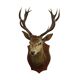 Old Deer Head Mounted Red Deer with Antlers 14-Ender Taxidermy Trophy