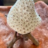 White Coral Skeleton