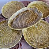Plates Gien lotus flowers