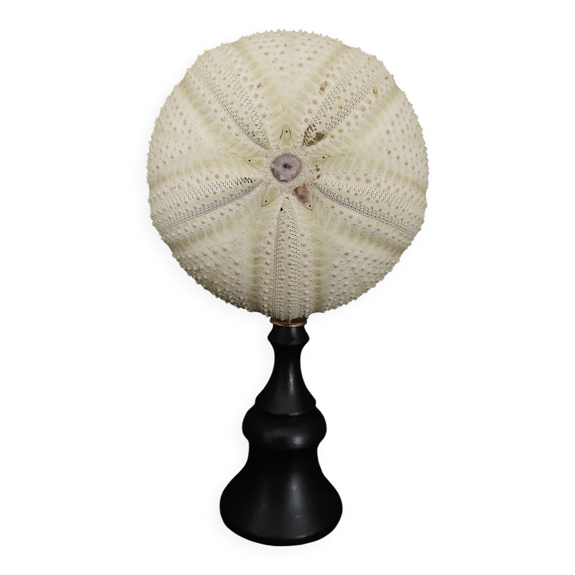 Cabinet of Curiosities sea urchin astropyga radiata on base