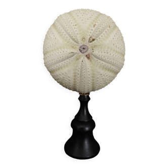 Cabinet of Curiosities sea urchin astropyga radiata on base