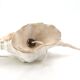 Accent lamp made of natural white shells, 1960s.