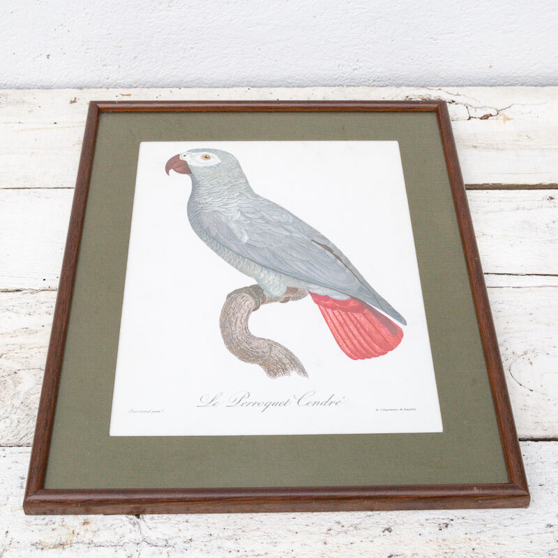 Engraving the ashy parrot of jacques barraband