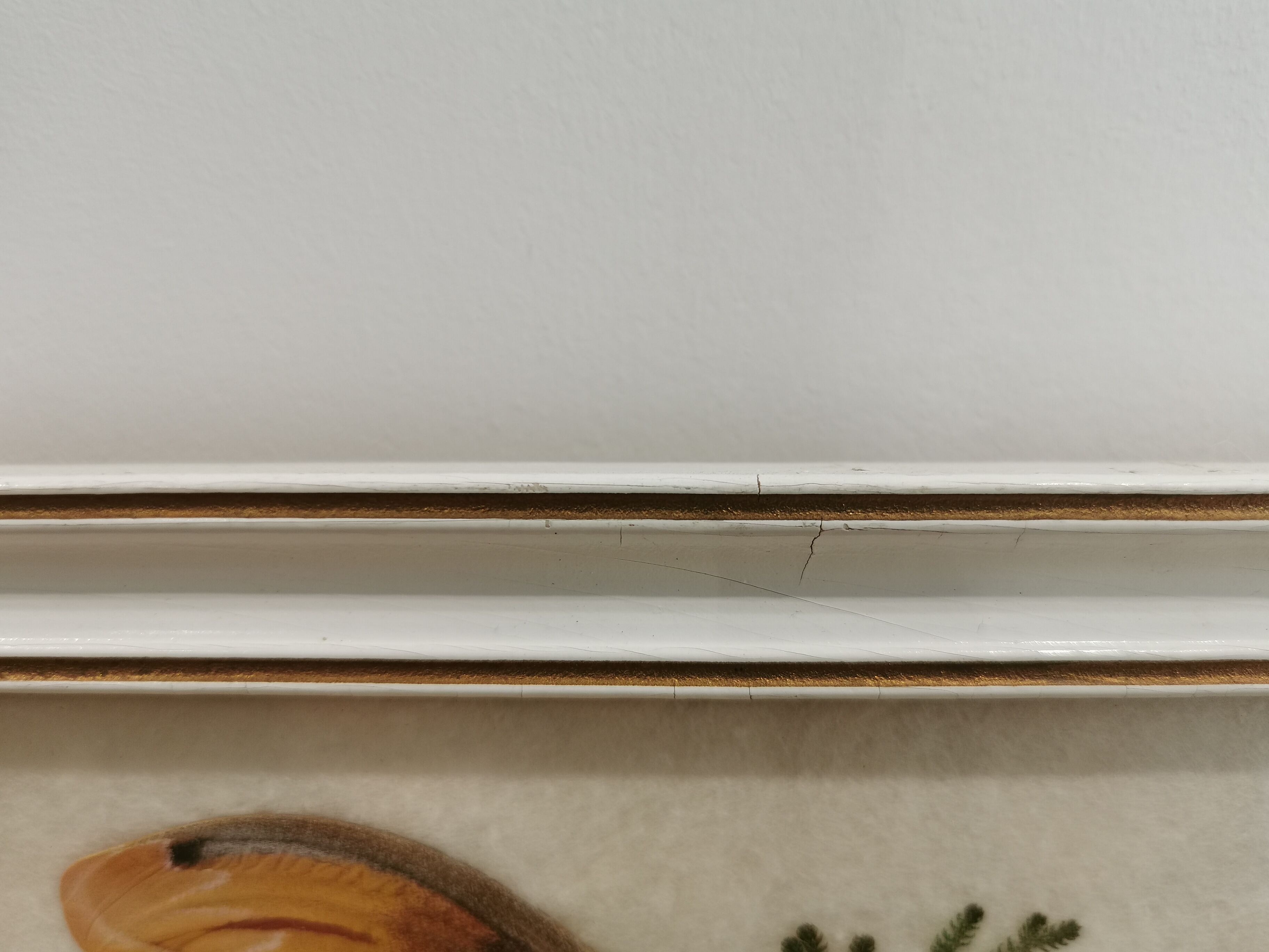 Vintage butterfly taxidermy frame