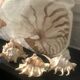 Lot coquillages conques et 7 doigts Comores