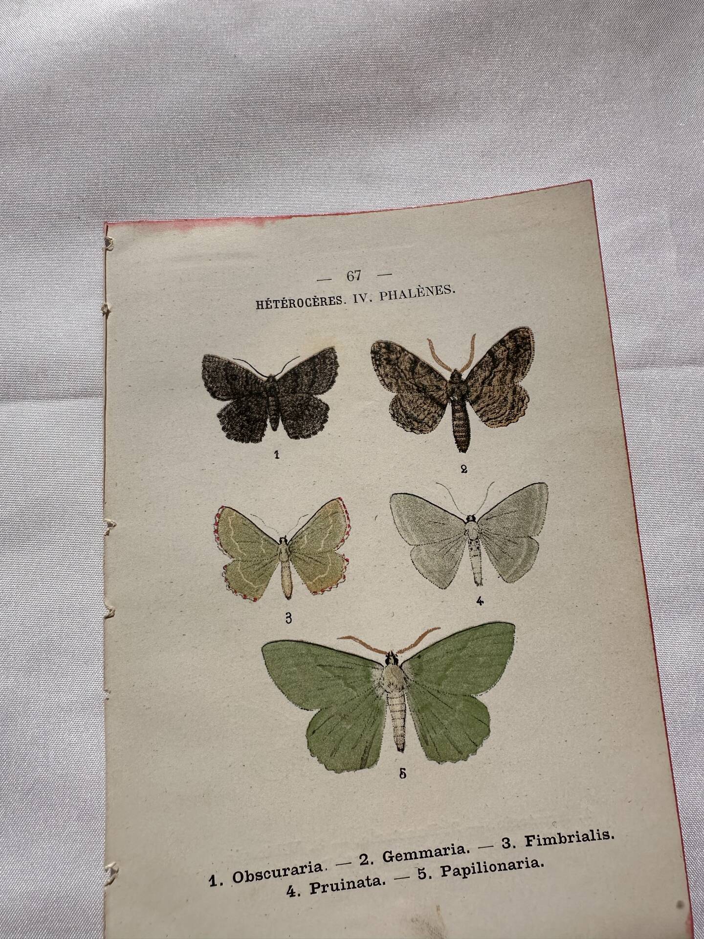 Botanical Plate 1800 Old naturalist engraving 19th century double-sided