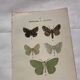 Botanical Plate 1800 Old naturalist engraving 19th century double-sided