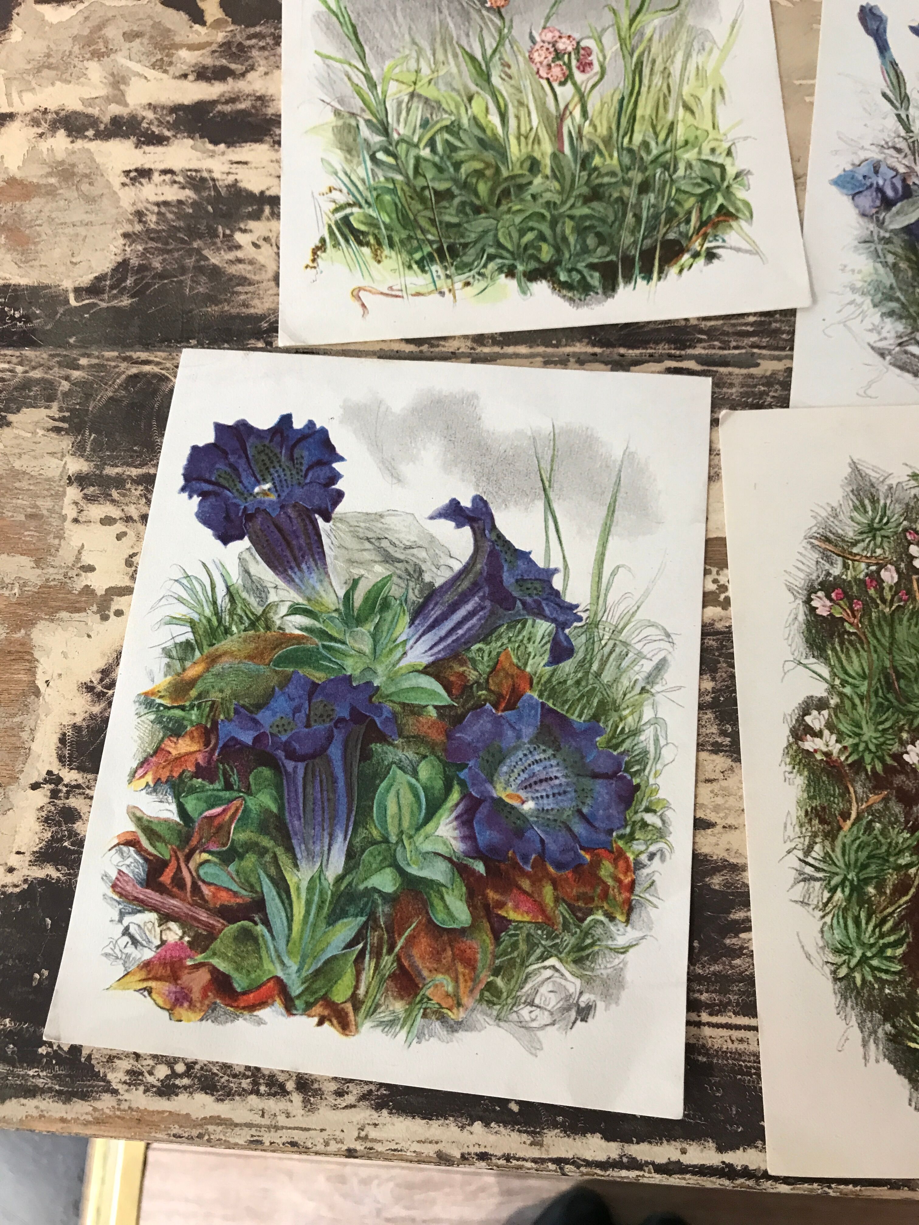 Ancient botanical illustration