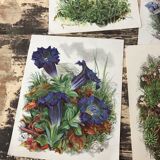 Ancient botanical illustration