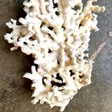 White coral