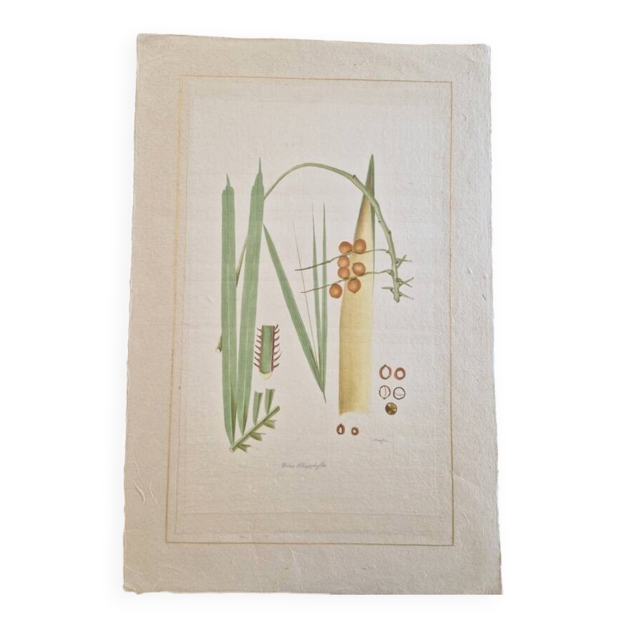 La Roche Laffitte (Born in 1943) - Watercolour drawing on silk - Palm tree