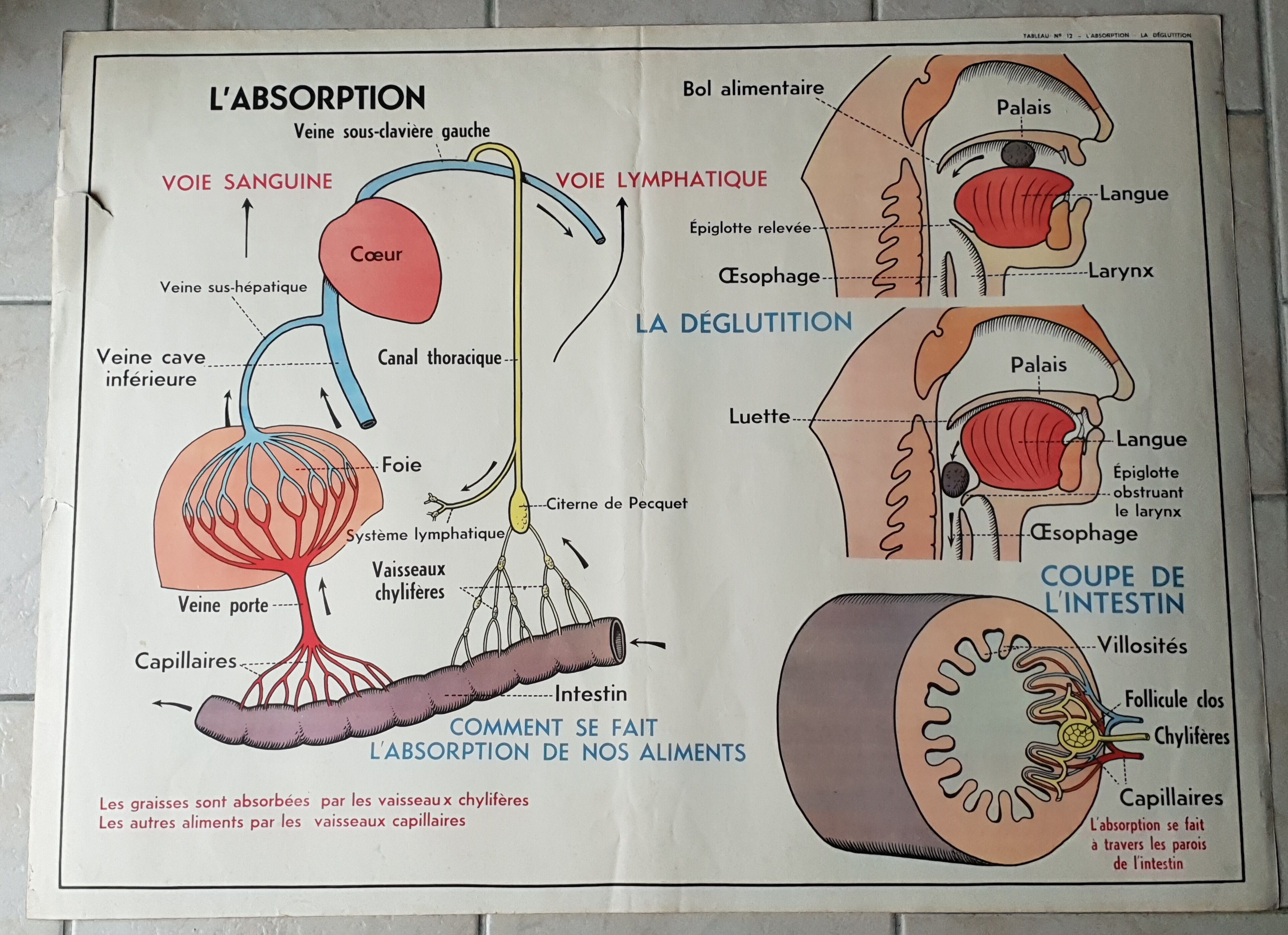 Poster school - heart vessels and duplex absorption