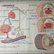 Poster school - heart vessels and duplex absorption