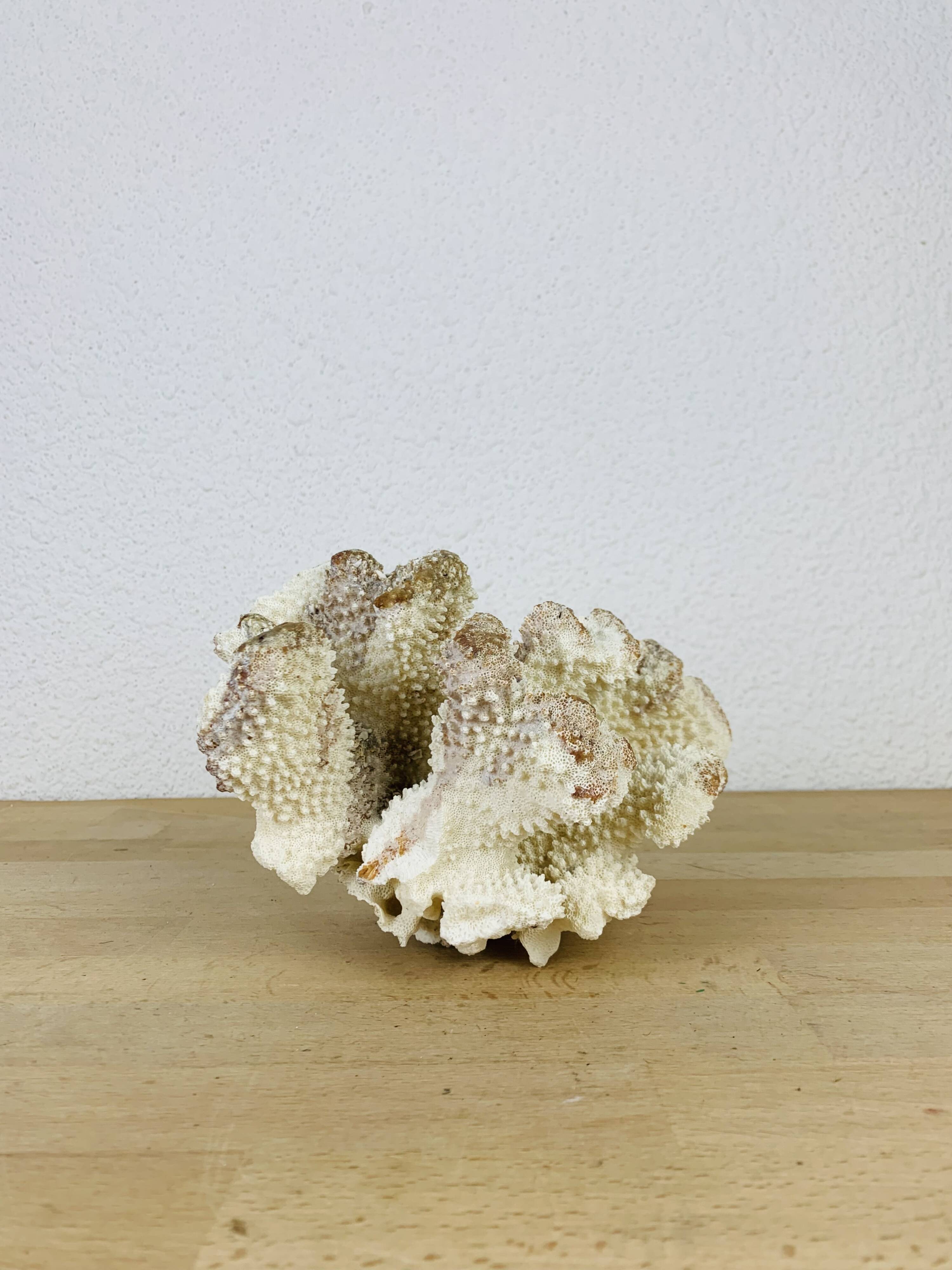Old white coral 20 cm