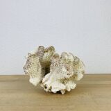 Old white coral 20 cm