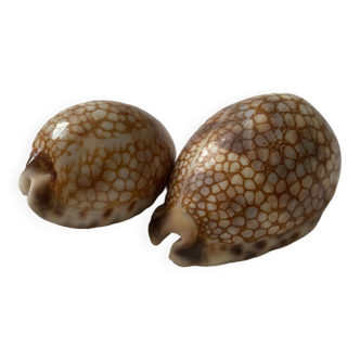 Coquillage cypraea Tigris