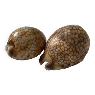 Cypraea Tigris shell
