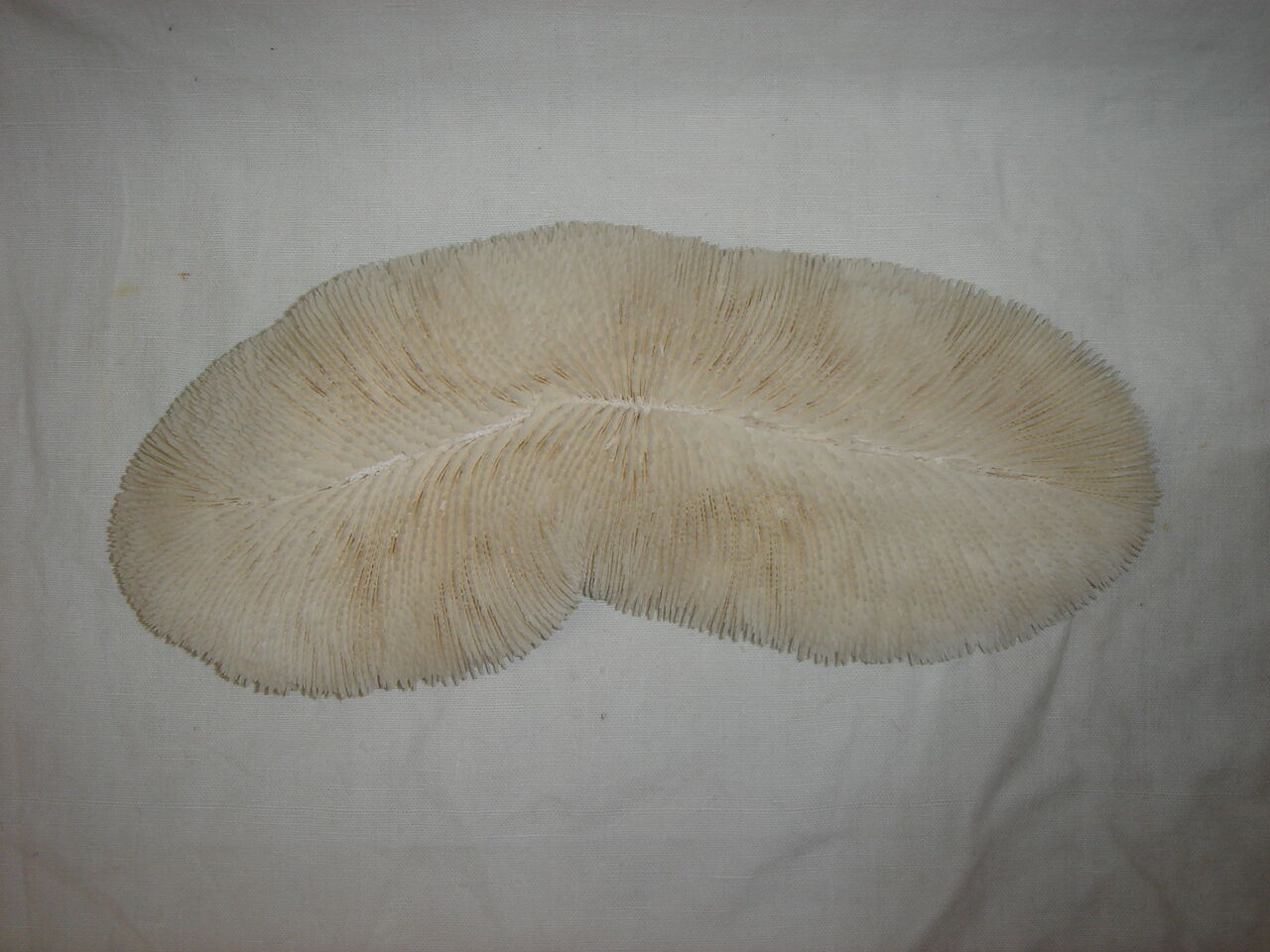 Mushroom coral fungia
