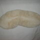 Mushroom coral fungia